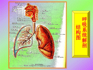 呼吸系统疾病2课件.ppt