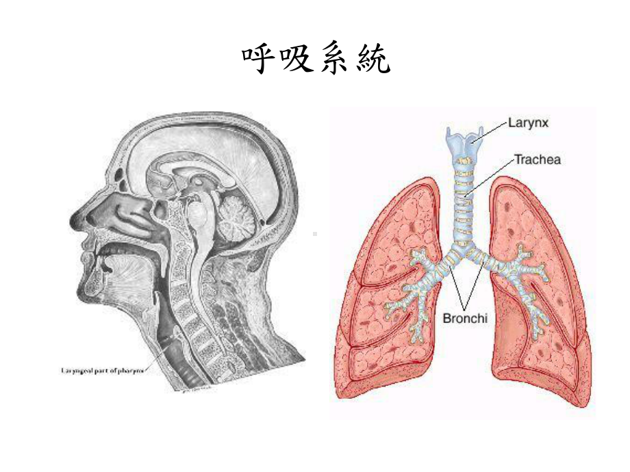 （医学ppt课件）呼吸系統病理学.ppt_第3页