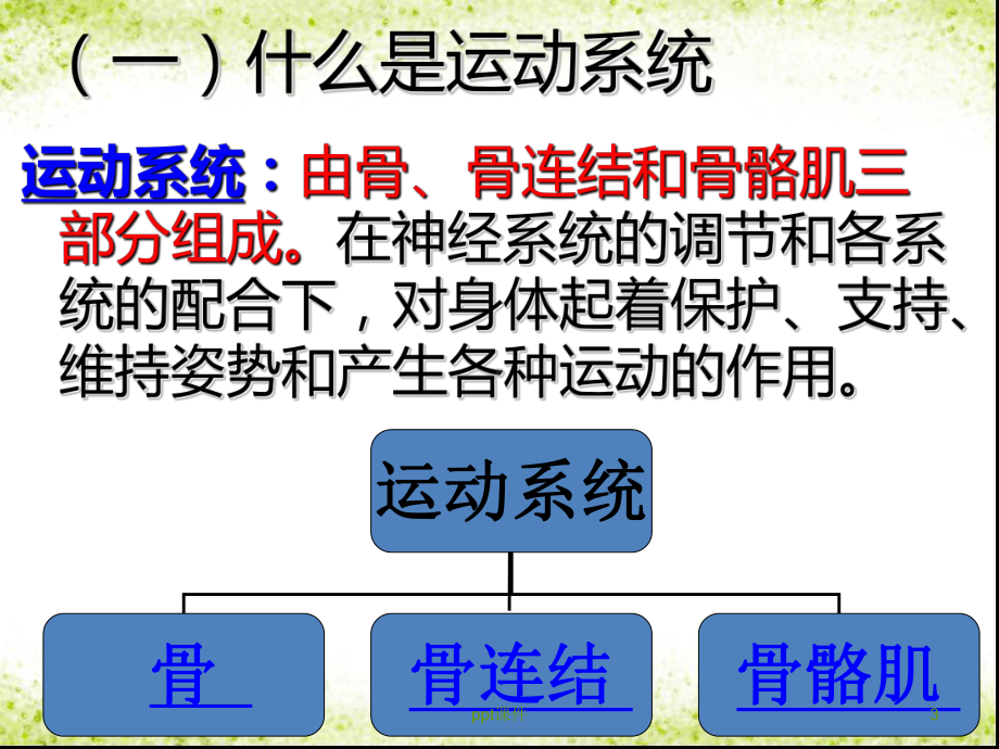 学前卫生学运动系统和呼吸系统-ppt课件.ppt_第3页