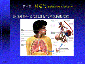 生理学课件-呼吸(人卫第七版)-(1).ppt