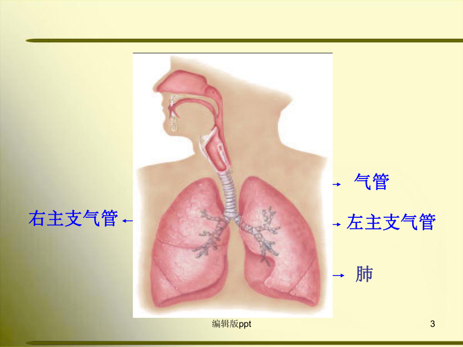 人体解剖学呼吸系统PPT课件.ppt_第3页