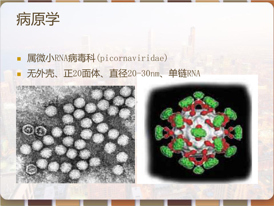 手足口病诊断及治疗-PPT课件.pptx_第3页