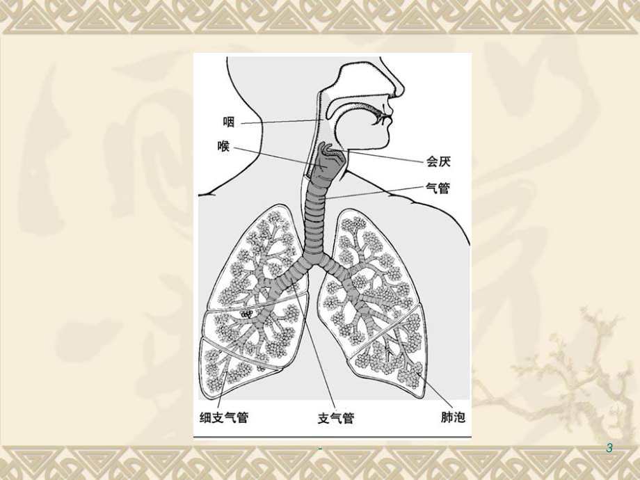 呼吸系统常见病ppt课件.ppt_第3页