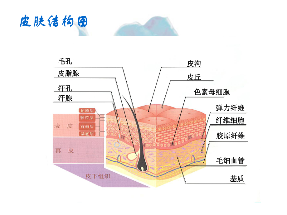 医学课件皮肤美容专业知识培训课件.ppt_第3页