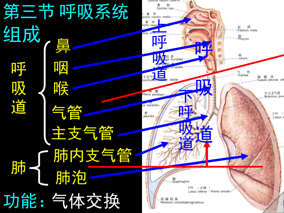 呼吸 ppt课件.ppt_第3页