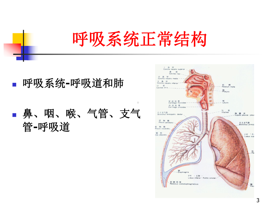 呼吸疾病PPT课件.ppt_第3页