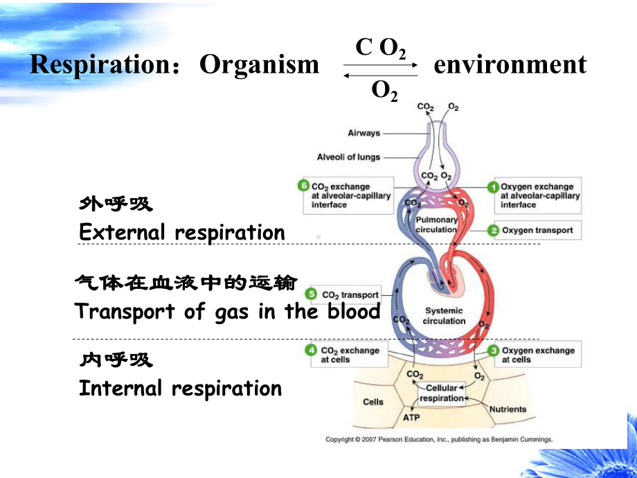 生理学5呼吸(2011)课件.ppt_第2页