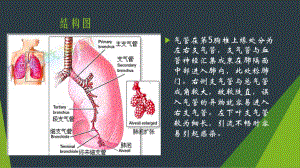 听诊呼吸音专题知识讲座培训课件.ppt