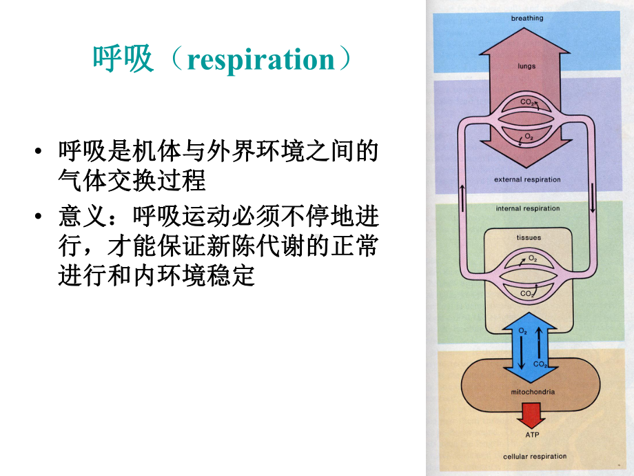 大学生理学-呼吸系统课件.ppt_第2页