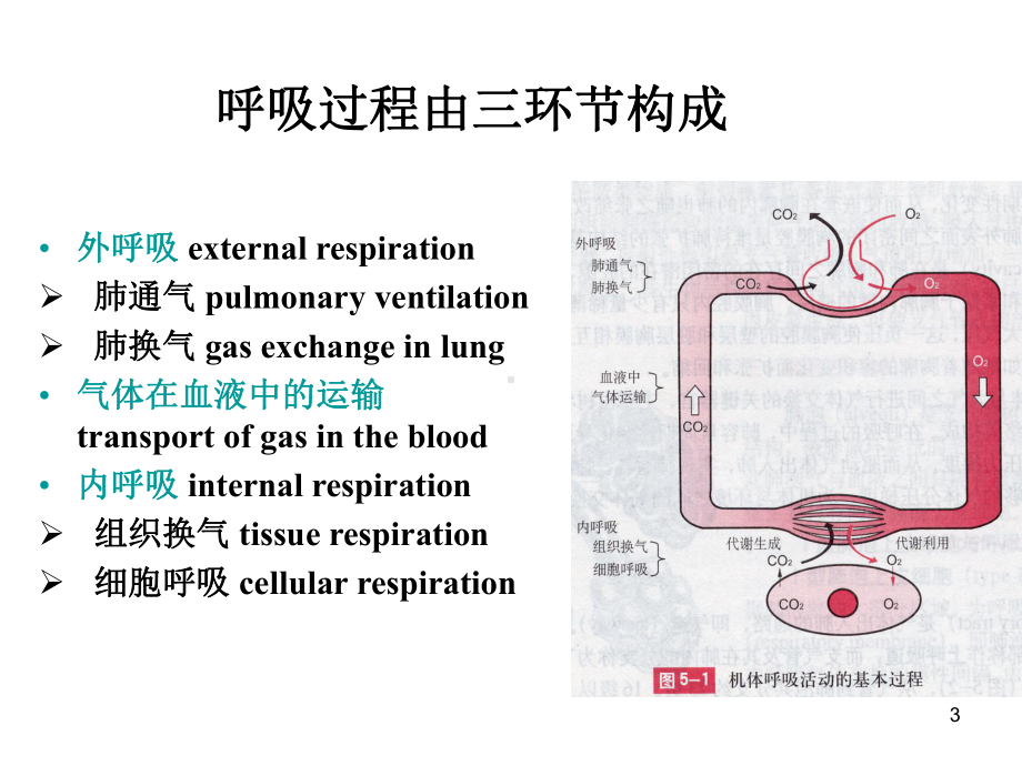 大学生理学-呼吸系统课件.ppt_第3页