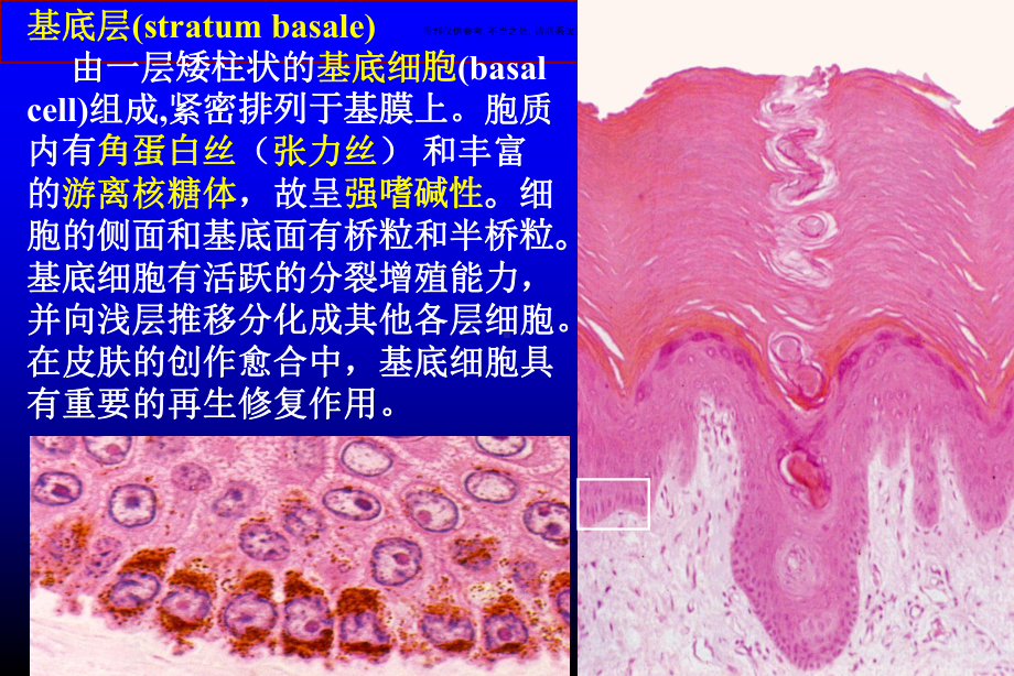 皮肤主题医学知识课件.ppt_第3页