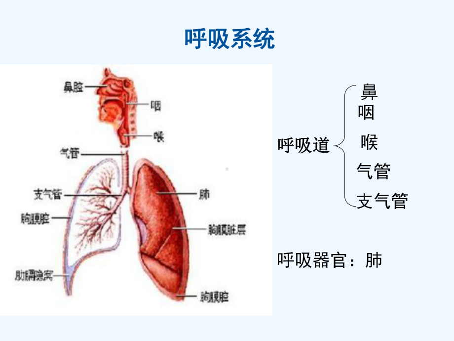 急性上下呼吸道感染的治疗课件.ppt_第2页