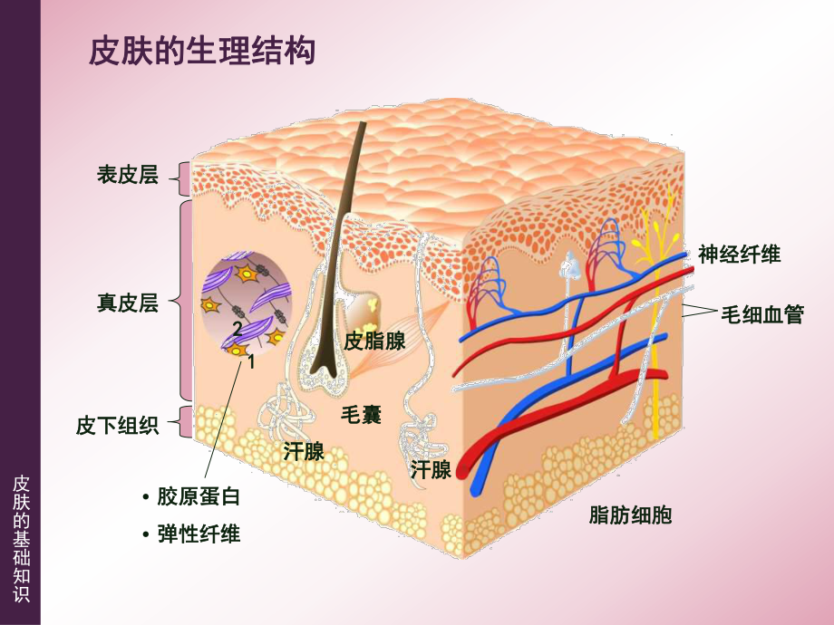 医学皮肤的基础知识ppt培训课件.ppt_第3页