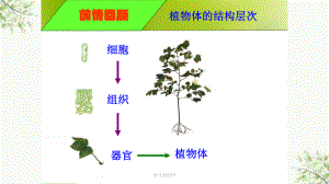 植物的蒸腾作用光合作用呼吸作用课件.ppt