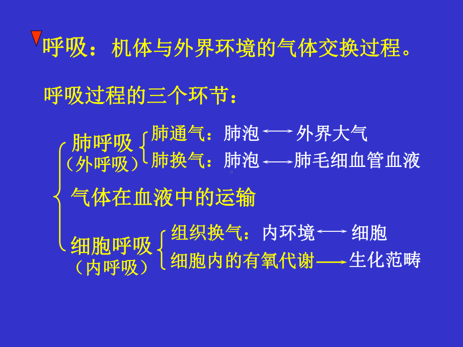 呼吸生理课件.ppt_第2页