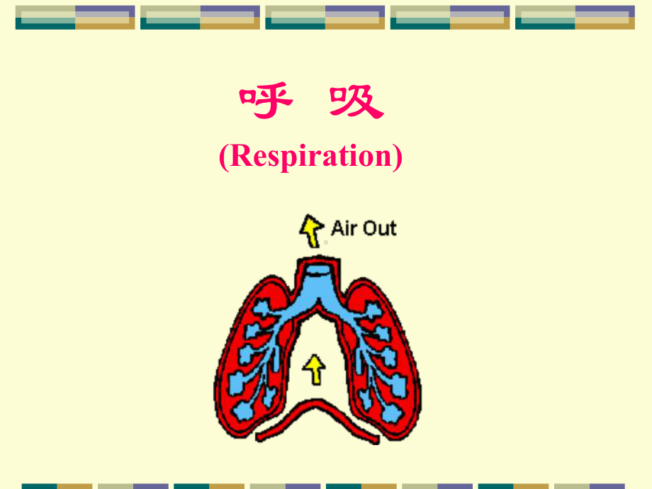 人体解剖生理学-呼吸系统-v1课件.ppt_第1页