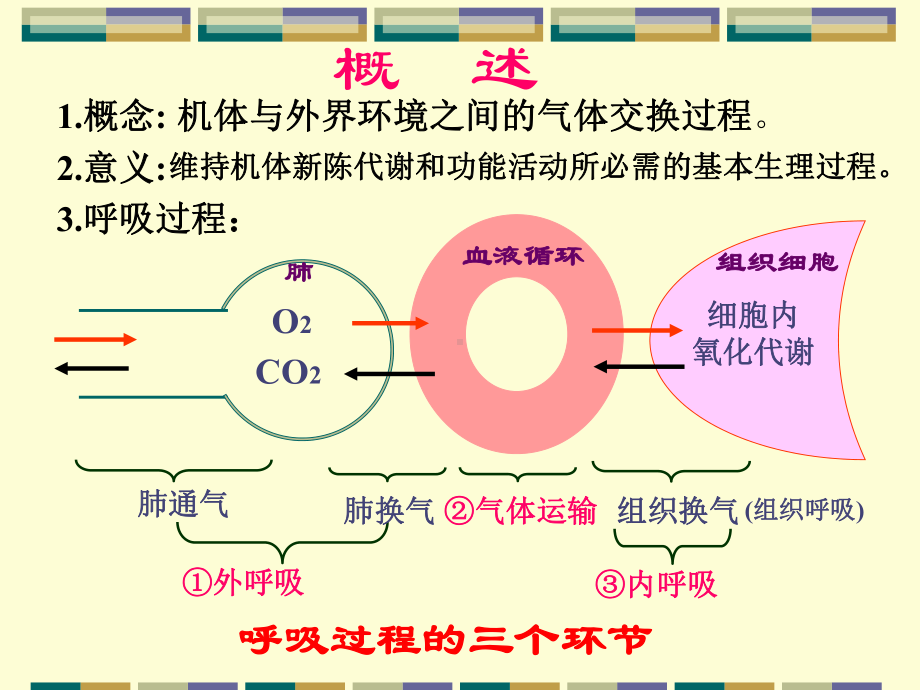 人体解剖生理学-呼吸系统-v1课件.ppt_第2页