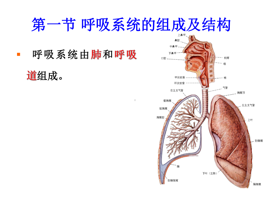 人体解剖生理学-呼吸系统-v1课件.ppt_第3页