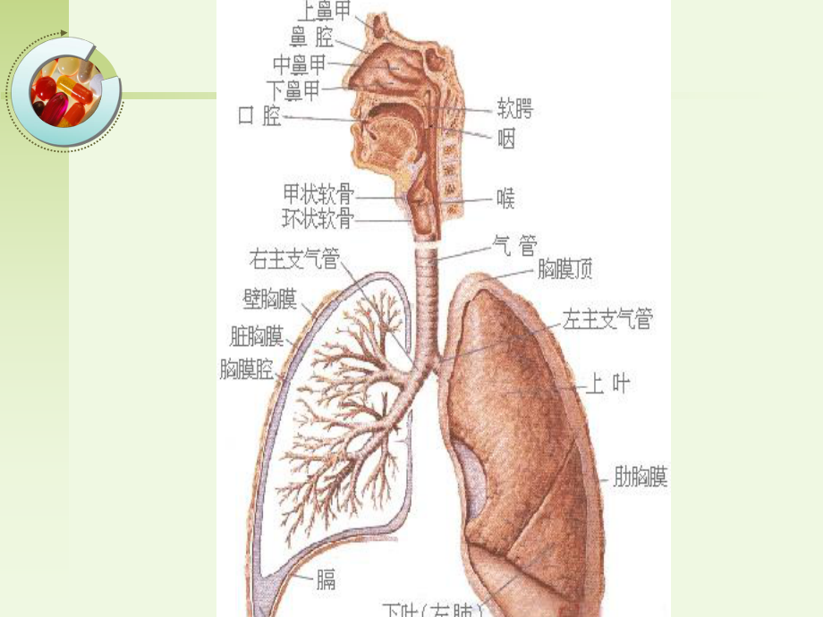 呼吸系统疾病病人的护理概述-课件.ppt_第3页