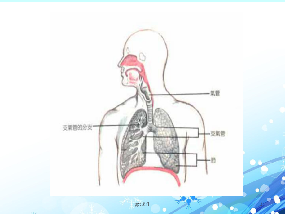 呼吸系统常见疾病（内科）-ppt课件.ppt_第3页