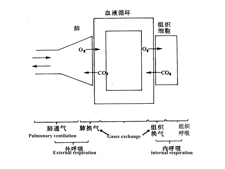 呼吸-医学生理学-课件1-05.ppt_第2页