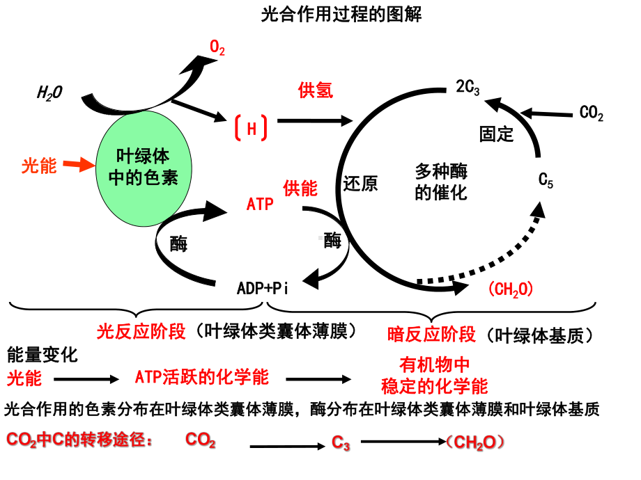 专题一-光合作用和呼吸作用-PPT课件.ppt_第2页