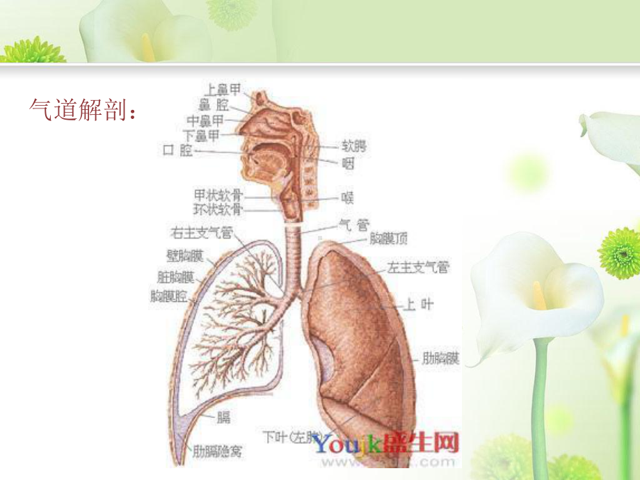 呼吸内科实习小讲课咳嗽与咳痰PPT课件.ppt_第3页