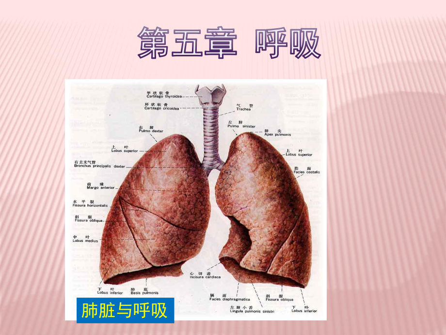 动物生理学第五章呼吸课件.pptx_第1页