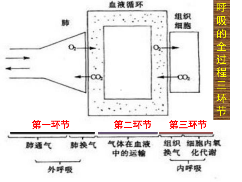 动物生理学第五章呼吸课件.pptx_第3页