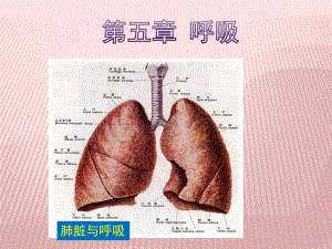 动物生理学第五章呼吸课件.pptx