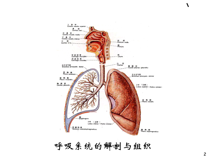 《生理学》呼吸-ppt课件.ppt_第2页