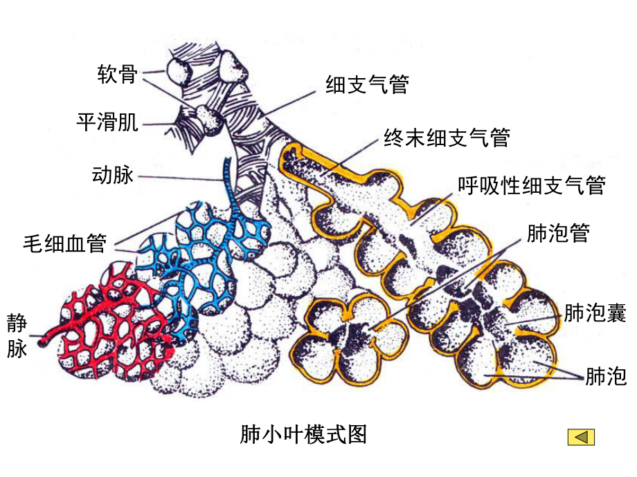 《生理学》呼吸-ppt课件.ppt_第3页