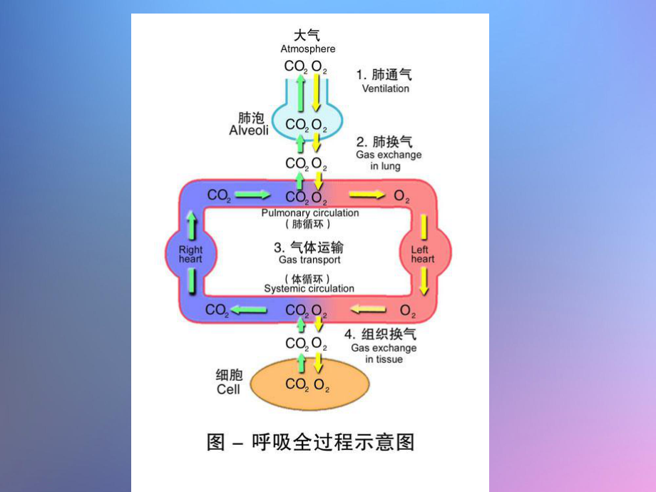 呼吸系统的结构和功能课件(2).ppt_第2页