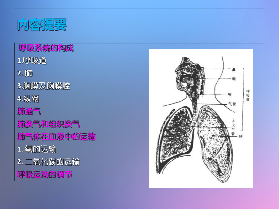 呼吸系统的结构和功能课件(2).ppt_第3页