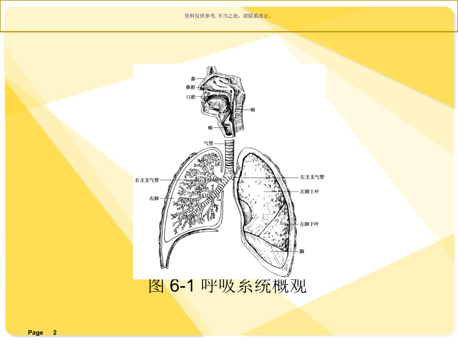 解剖学基础呼吸系统课件.ppt_第2页