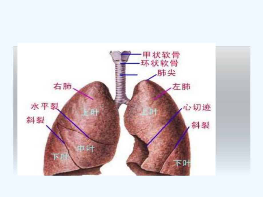 输液室常见呼吸系统疾病健康宣教课件.ppt_第2页