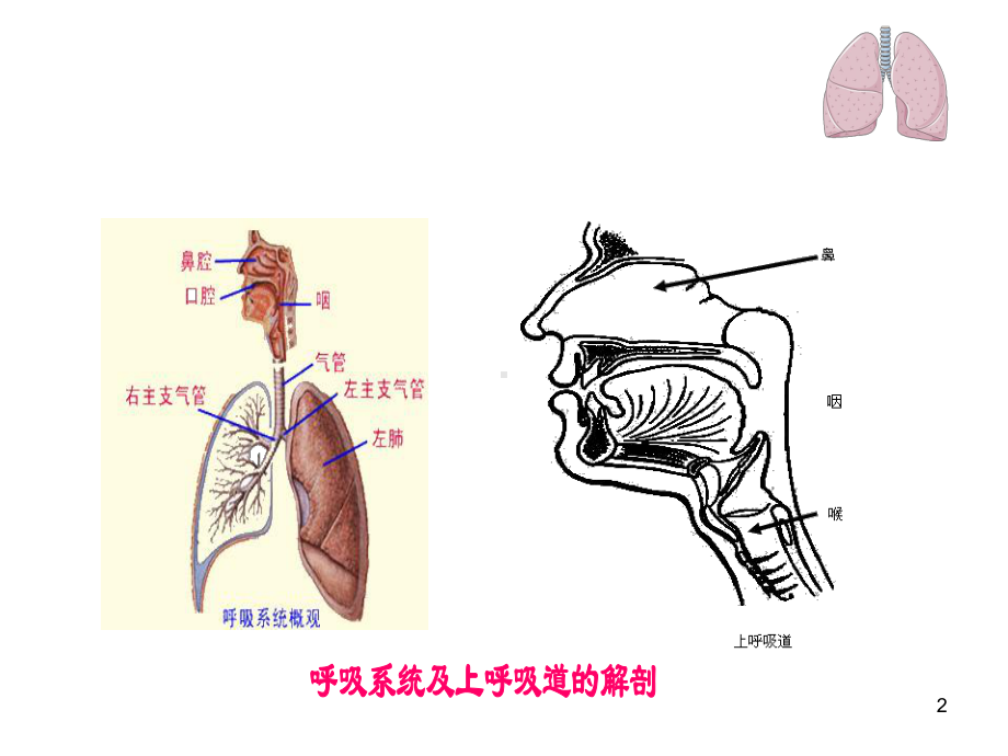 上呼吸道感染(急性)PPT课件.ppt_第2页