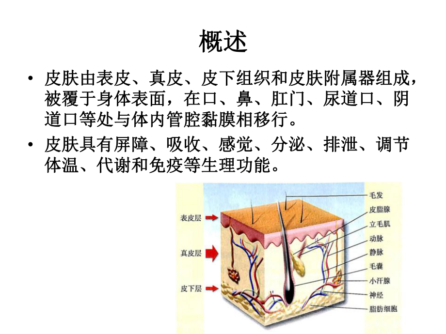 皮肤病的总论课件.ppt_第2页