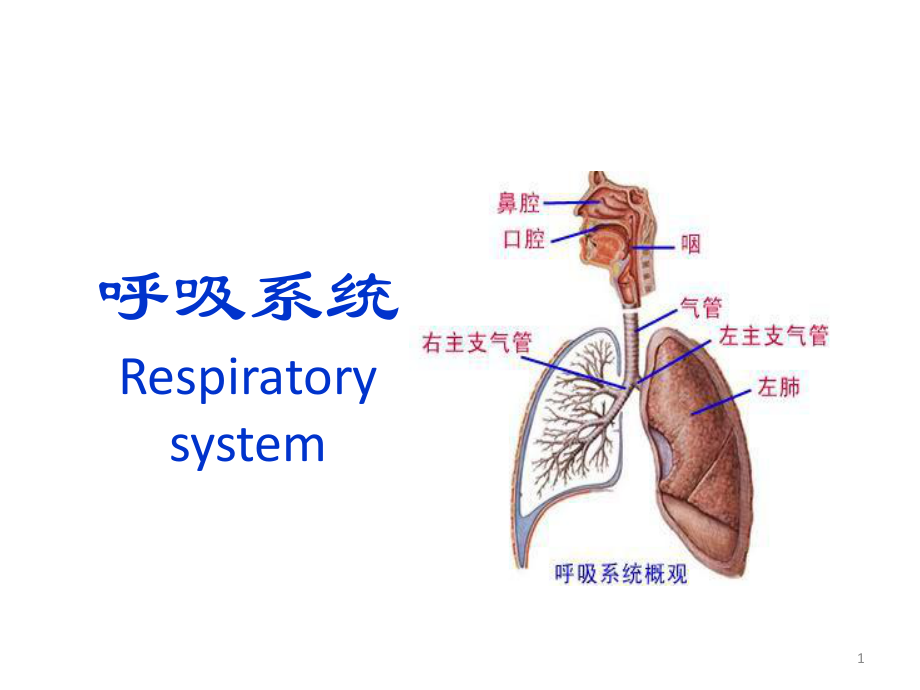 解剖学呼吸系统ppt课件.pptx_第1页