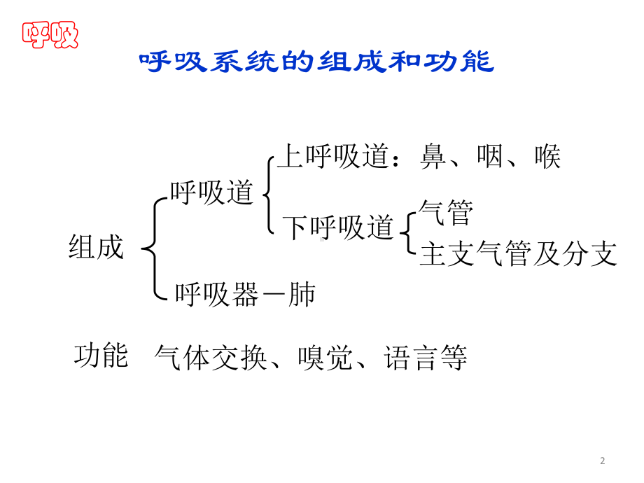 解剖学呼吸系统ppt课件.pptx_第2页