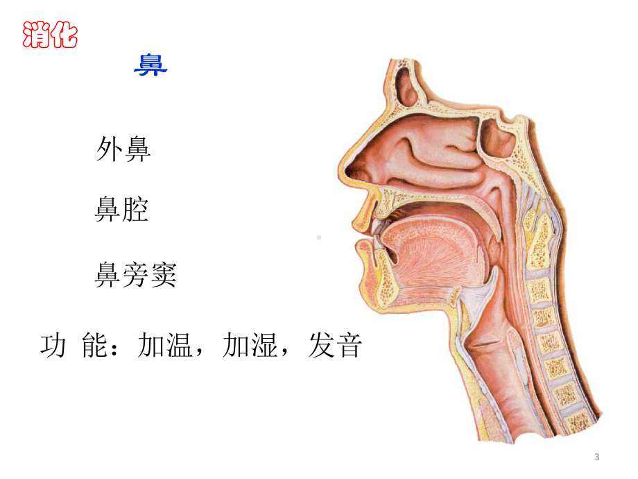 解剖学呼吸系统ppt课件.pptx_第3页