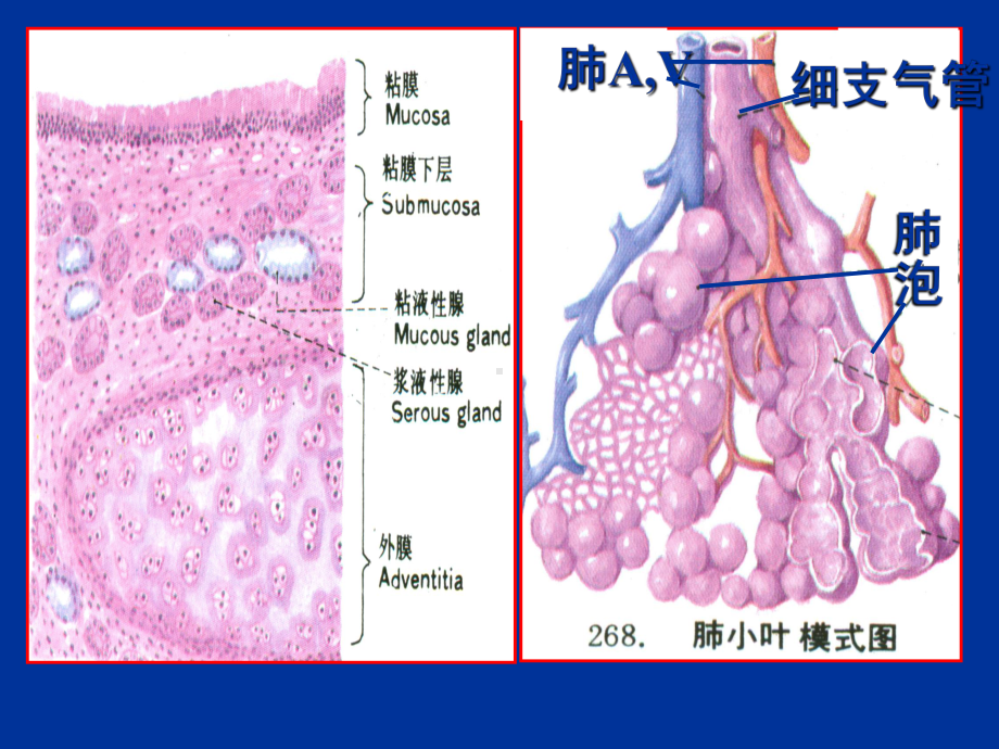 病理学第七章呼吸系统疾病课件.ppt_第3页