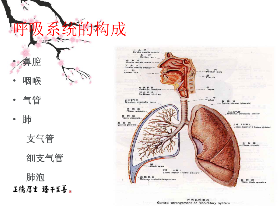 呼吸功能训练-ppt课件.ppt_第3页