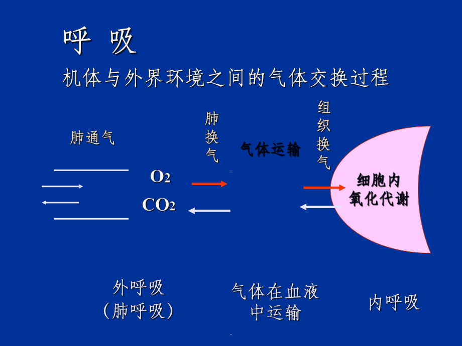 呼吸系统生理ppt课件1.ppt_第2页