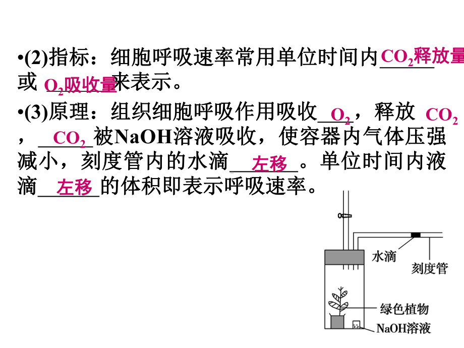 一轮复习细胞呼吸课件.pptx_第2页