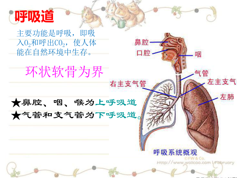 解剖生理课件呼吸系统.ppt_第3页