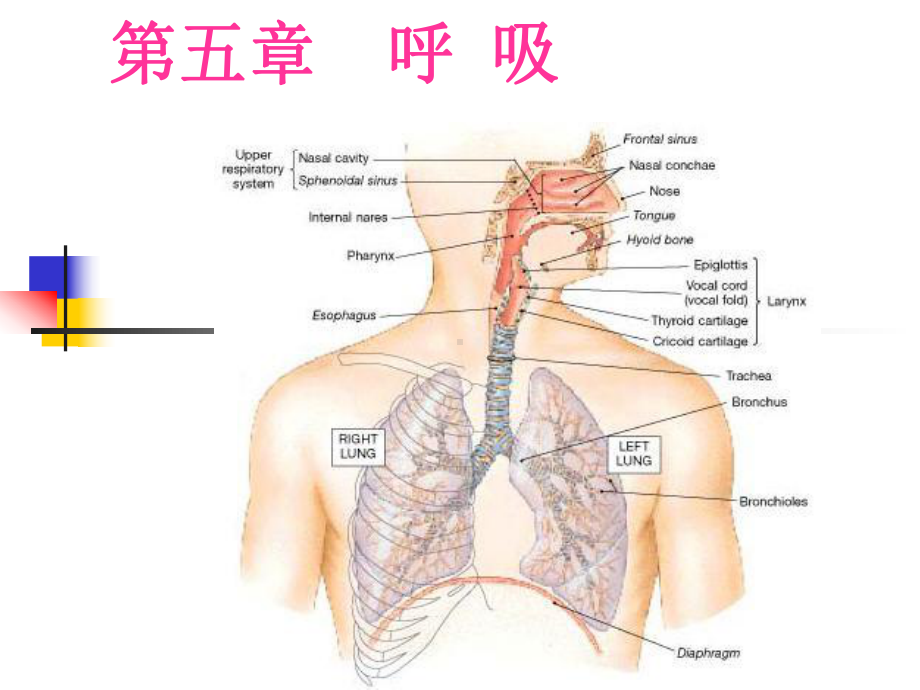 生理学课件-5呼吸respiration.ppt_第1页