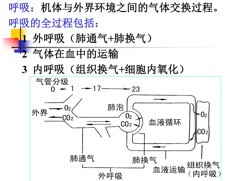 生理学课件-5呼吸respiration.ppt_第2页