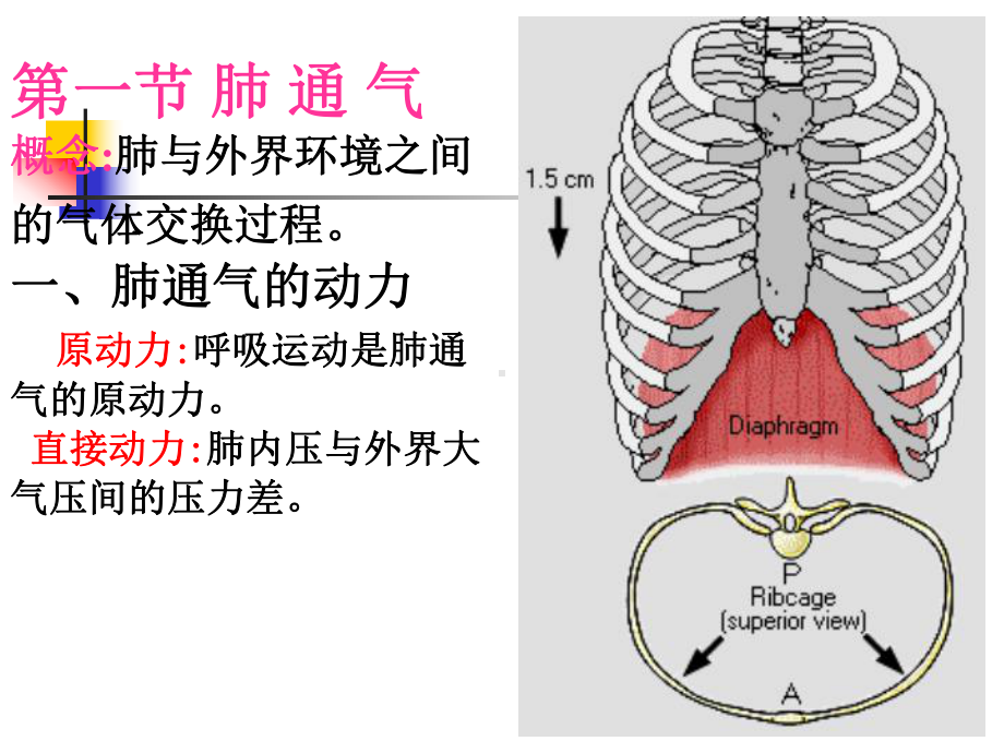 生理学课件-5呼吸respiration.ppt_第3页