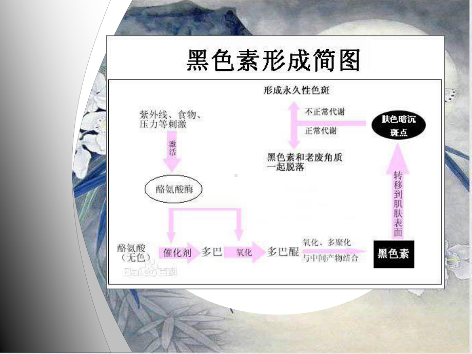 色斑皮肤的形成与护理-PPT课件.ppt_第3页